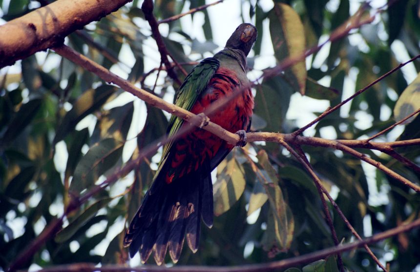 bird_rosella5.jpg