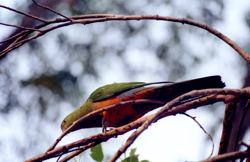 bird_rosella7.jpg