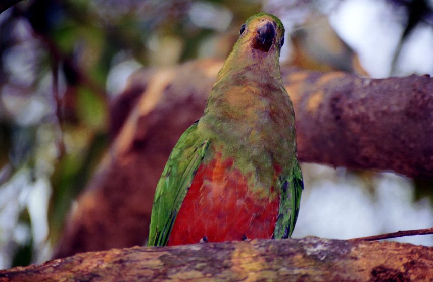 bird_rosella9.jpg