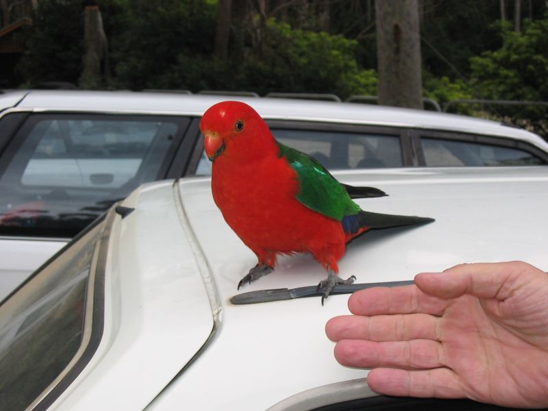pebbly_beach_parrot.jpg