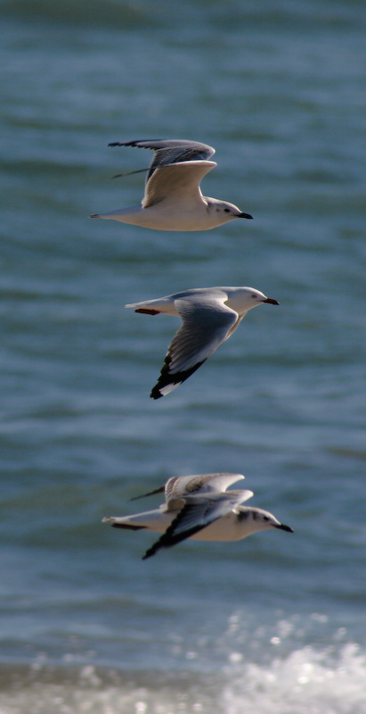Three Gulls