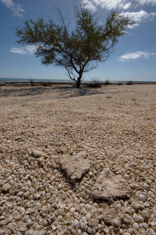 Shell beach