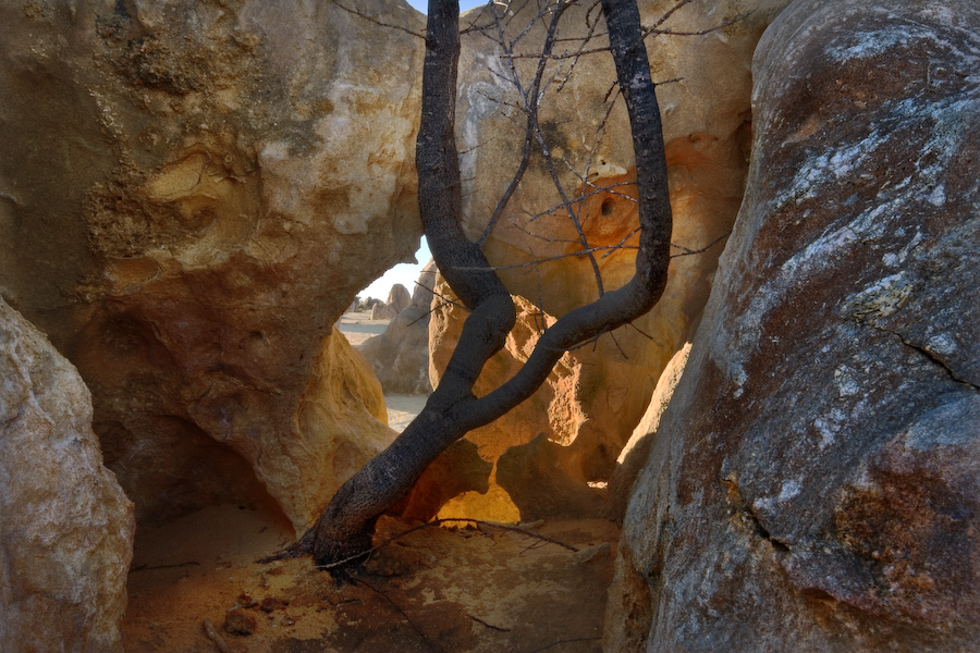 Tree in Pinnacles