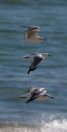 Three Gulls