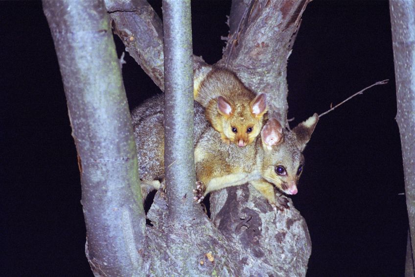 possum_plus_2.jpg