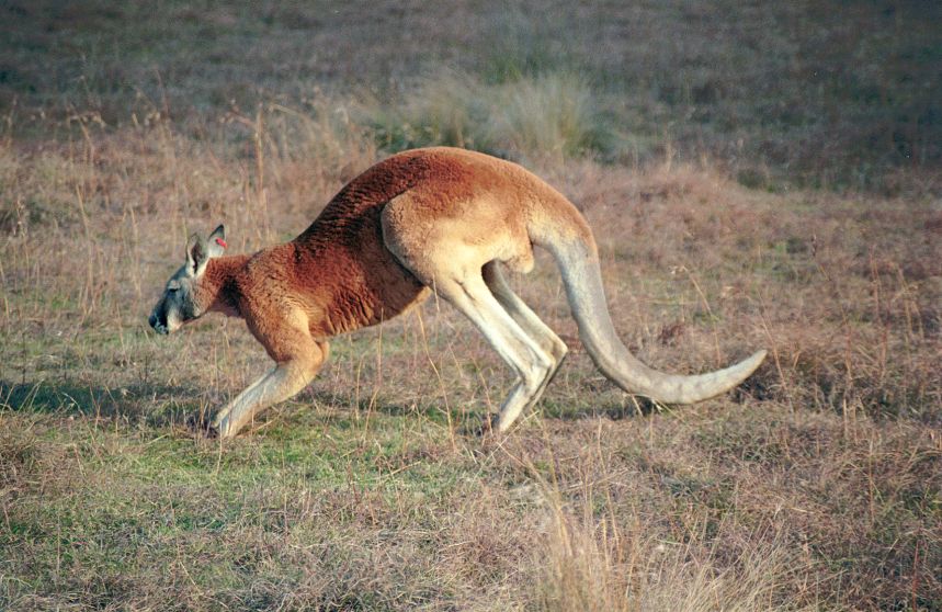 red_kangaroo.jpg