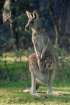 kanguruh3.jpg