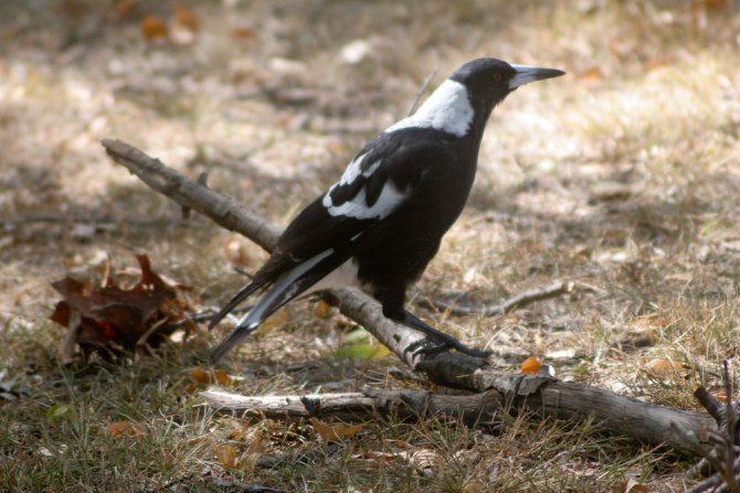 Magpie