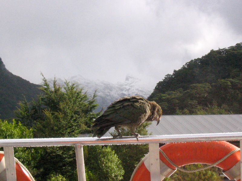 kea.jpg