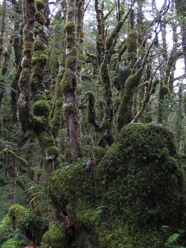 rainforest_mossy_trees1.jpg